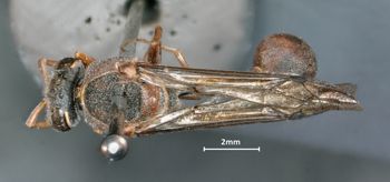 Media type: image;   Entomology 33196 Aspect: habitus dorsal view
